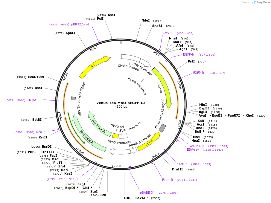 166765-plasmid-map-sequence-id-328859