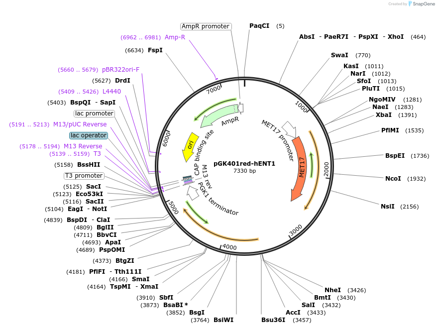 166028-plasmid-map-sequence-id-328861