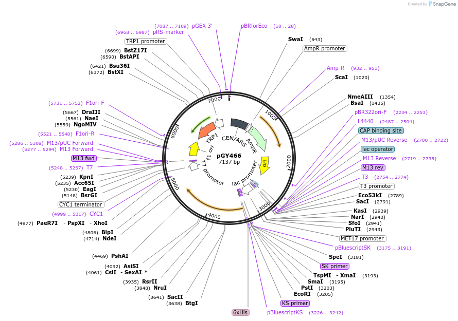 166661-plasmid-map-sequence-id-328895