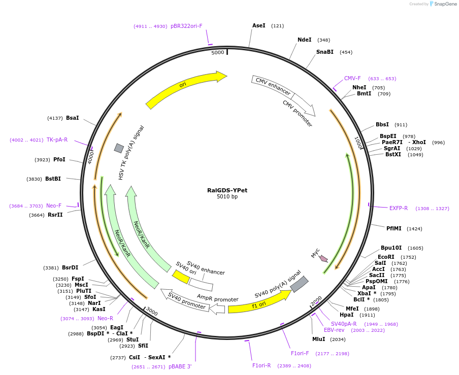 134929-plasmid-map-sequence-id-328900