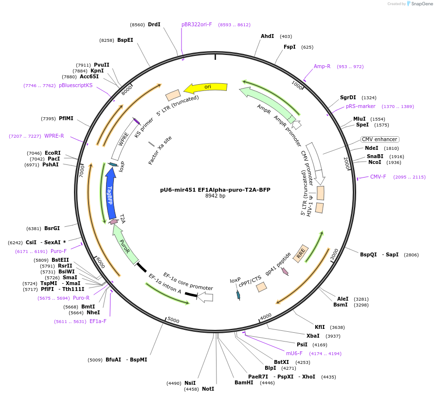 164792-plasmid-map-sequence-id-328913