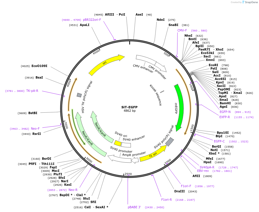 166943-plasmid-map-sequence-id-328929