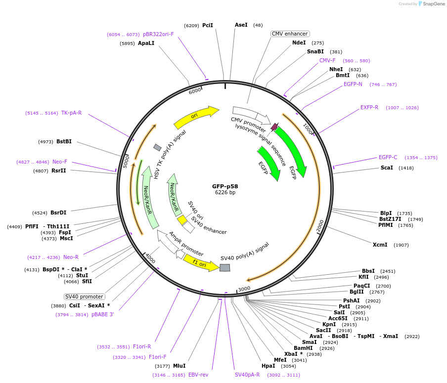 166942-plasmid-map-sequence-id-328931