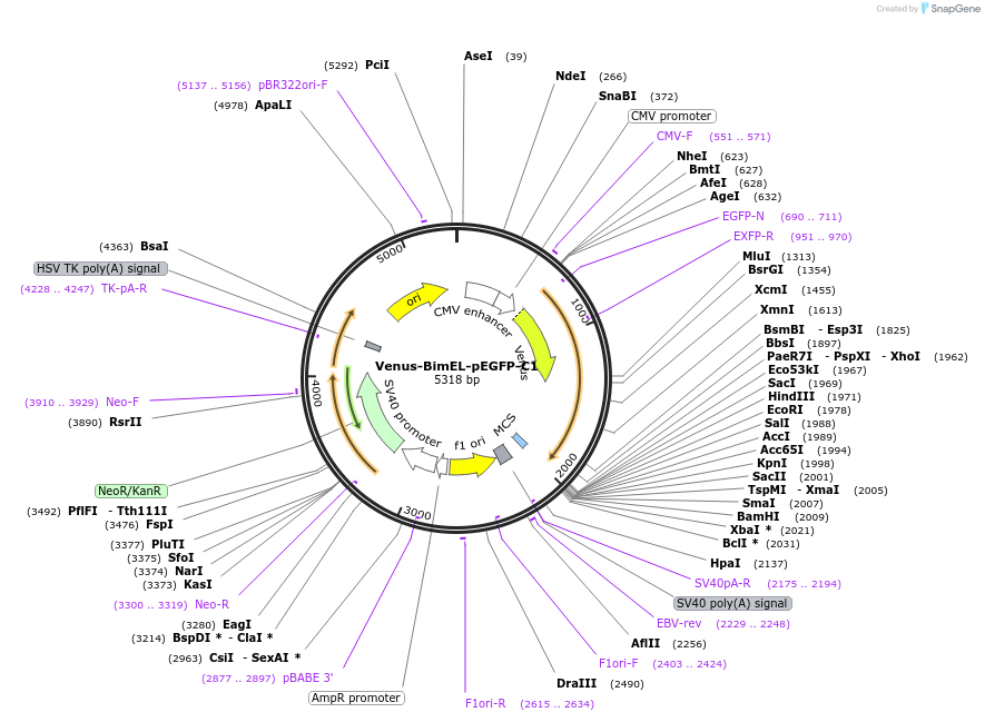 166735-plasmid-map-sequence-id-328998