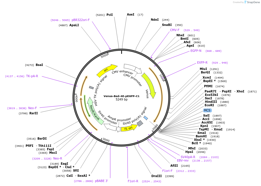 166740-plasmid-map-sequence-id-329000