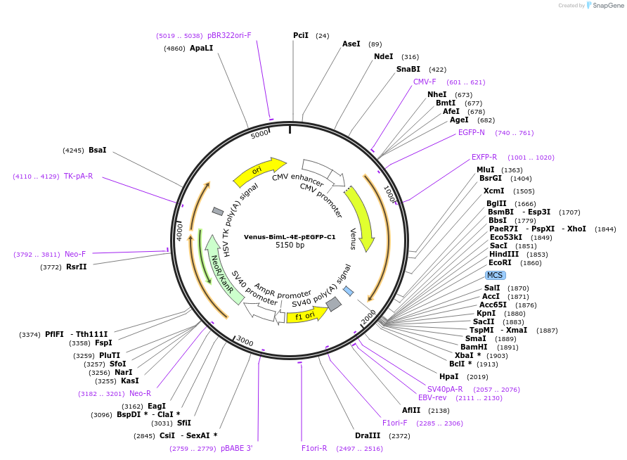 166741-plasmid-map-sequence-id-329001