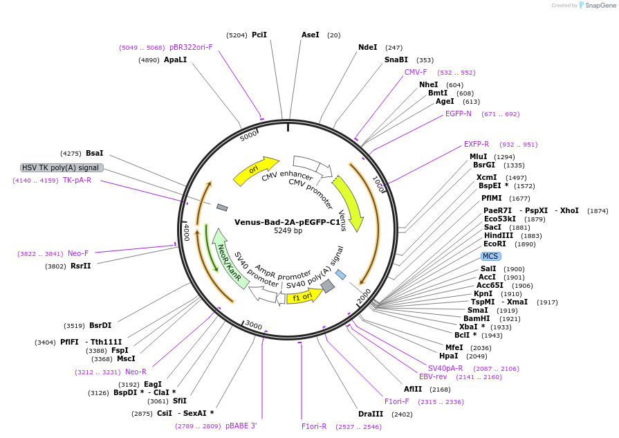 166748-plasmid-map-sequence-id-329011