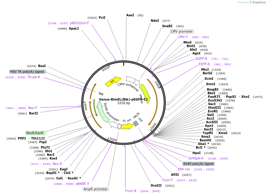 166760-plasmid-map-sequence-id-329012