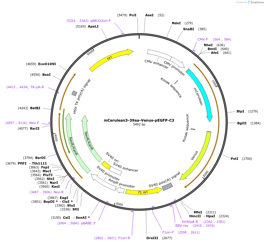 166755-plasmid-map-sequence-id-329014