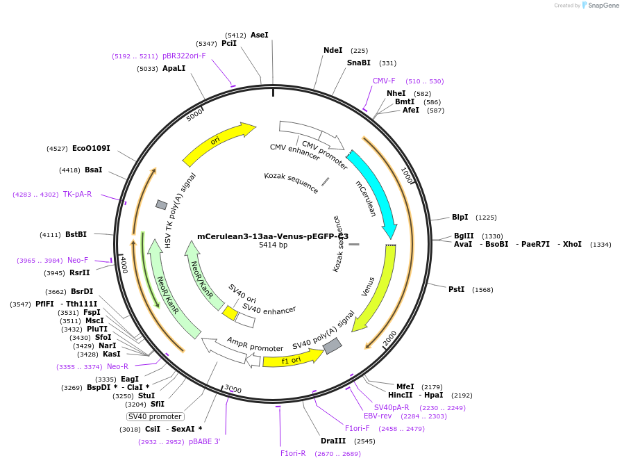 166753-plasmid-map-sequence-id-329015
