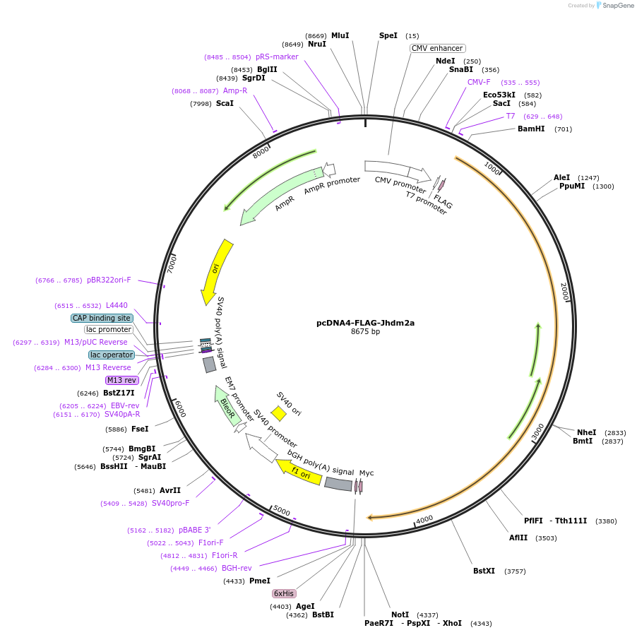 38136-plasmid-map-sequence-id-329021
