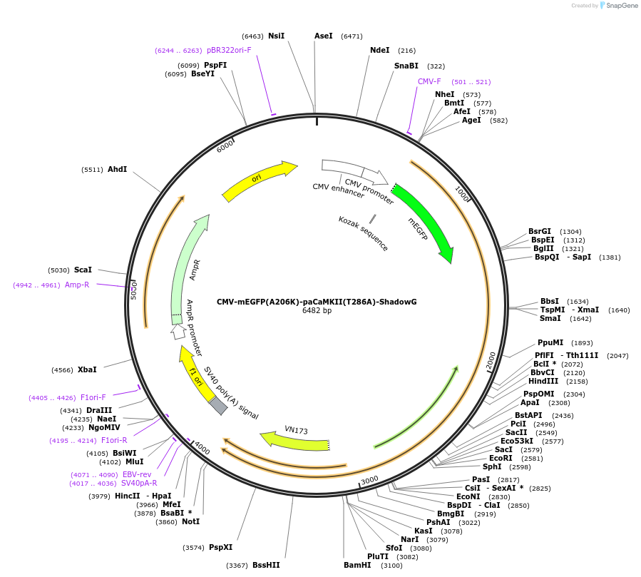 167476-plasmid-map-sequence-id-329024