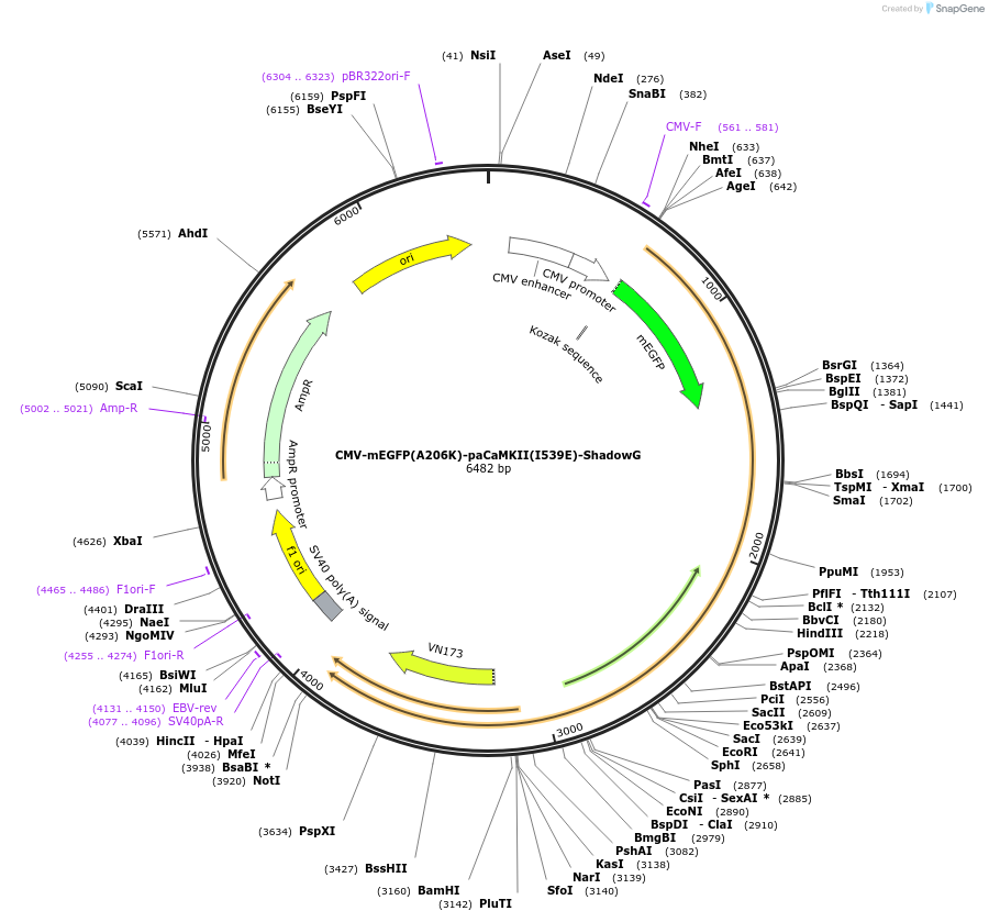 167478-plasmid-map-sequence-id-329026