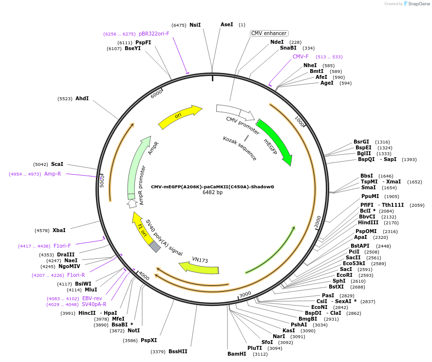 167479-plasmid-map-sequence-id-329030