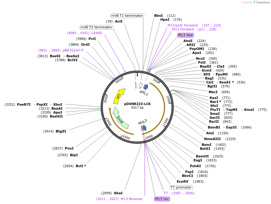23890-plasmid-map-sequence-id-329032
