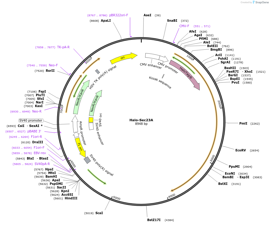 166892-plasmid-map-sequence-id-329036
