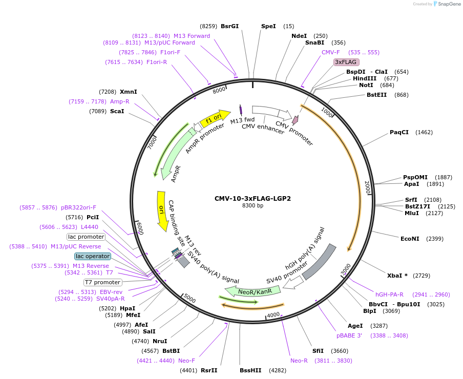 58681-plasmid-map-sequence-id-329039
