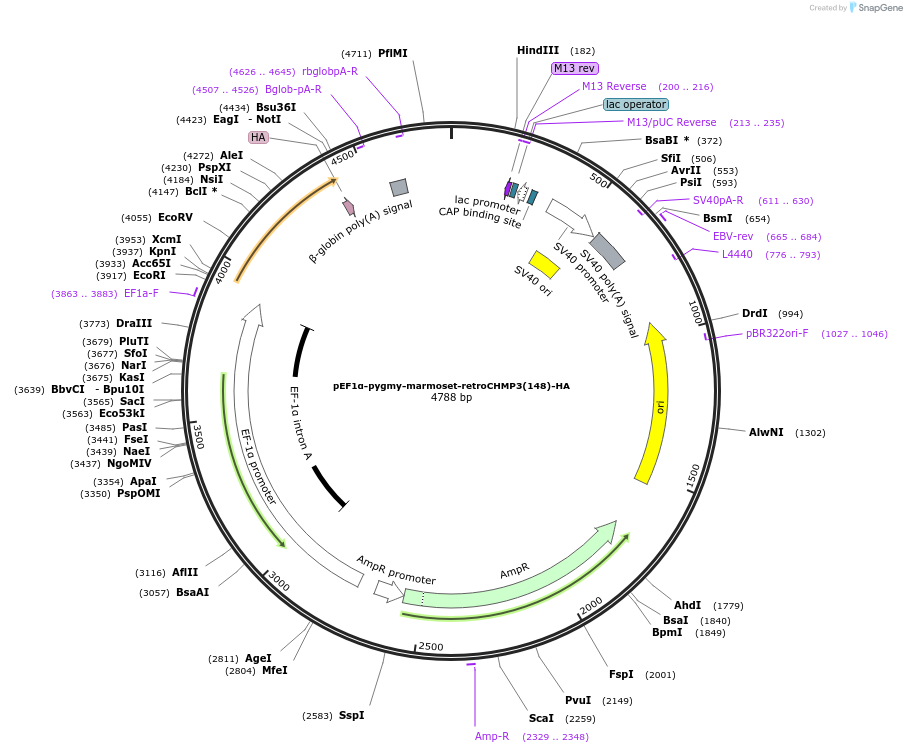 154251-plasmid-map-sequence-id-329045