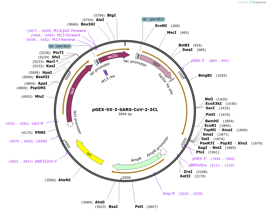 168457-plasmid-map-sequence-id-329046