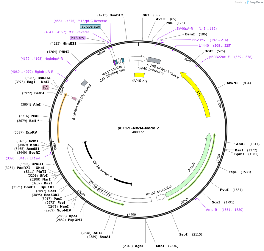 154254-plasmid-map-sequence-id-329049