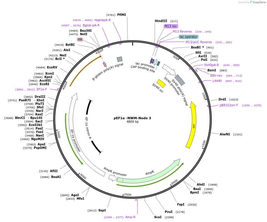 154255-plasmid-map-sequence-id-329050