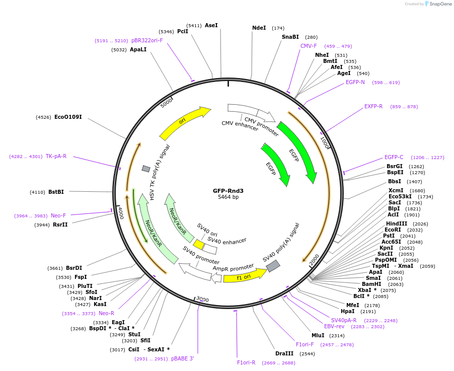 23229-plasmid-map-sequence-id-329051