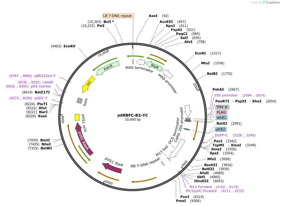 74722-plasmid-map-sequence-id-329052
