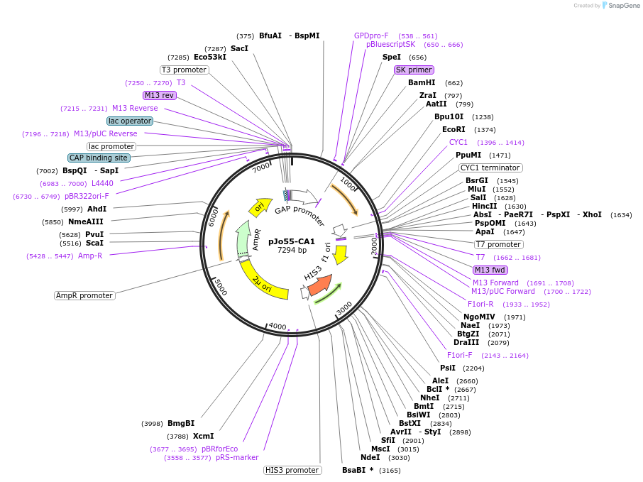 159624-plasmid-map-sequence-id-329055