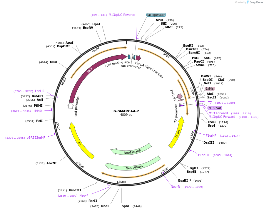 166519-plasmid-map-sequence-id-329058
