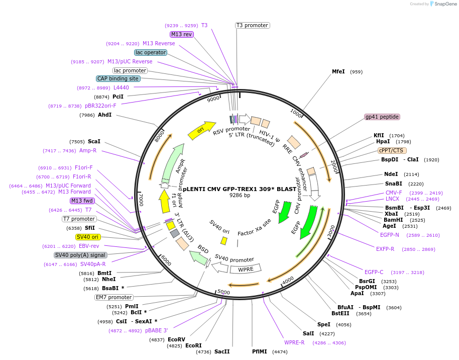 164242-plasmid-map-sequence-id-329073