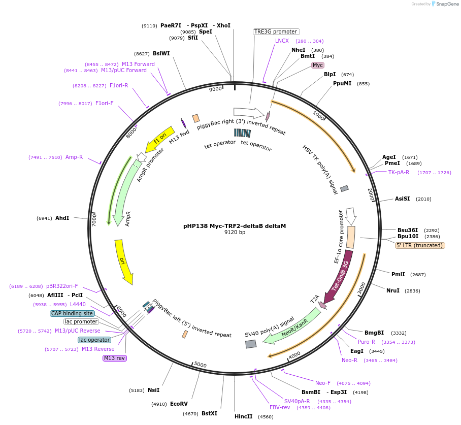 164255-plasmid-map-sequence-id-329101