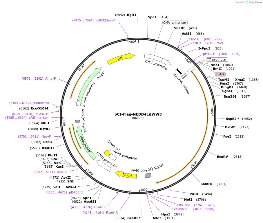 166709-plasmid-map-sequence-id-329115
