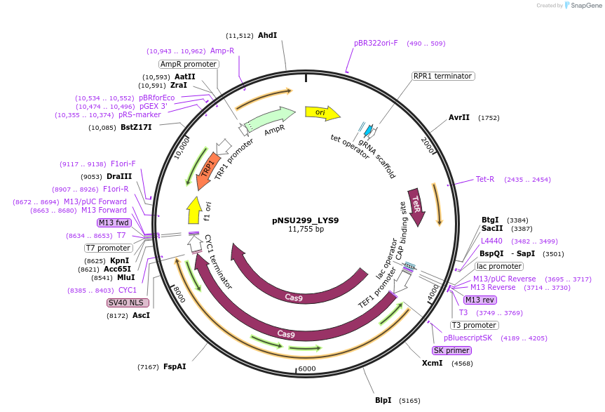 166085-plasmid-map-sequence-id-329116