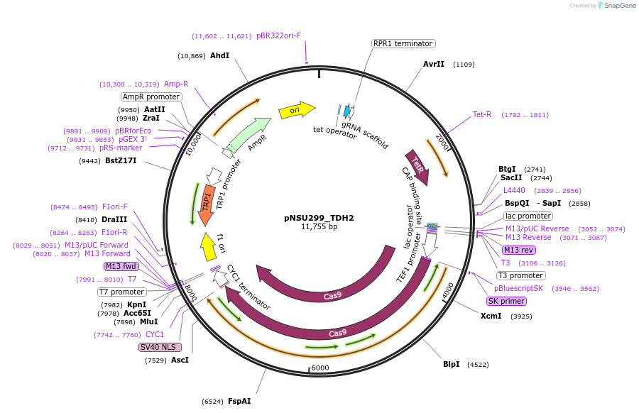 166082-plasmid-map-sequence-id-329117