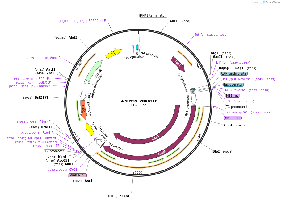 166081-plasmid-map-sequence-id-329131