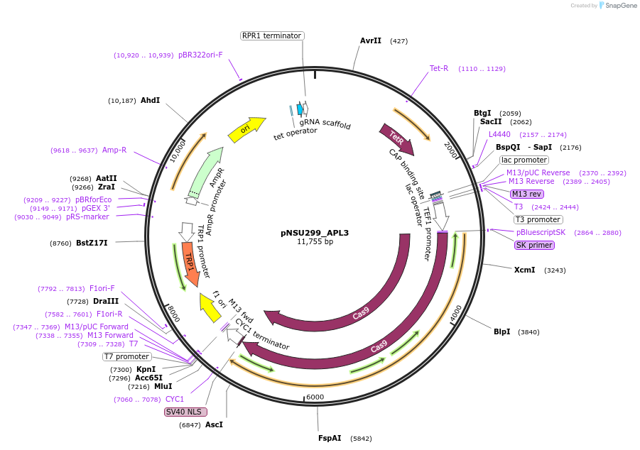 166073-plasmid-map-sequence-id-329133