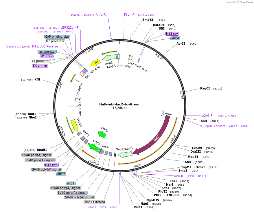 108641-plasmid-map-sequence-id-329143