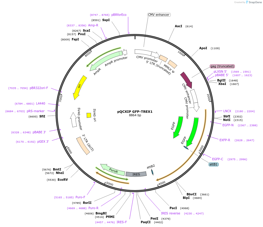 164245-plasmid-map-sequence-id-329188