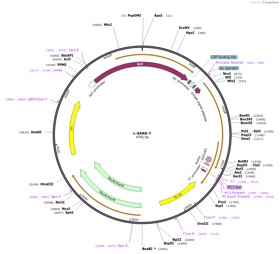 166527-plasmid-map-sequence-id-329199