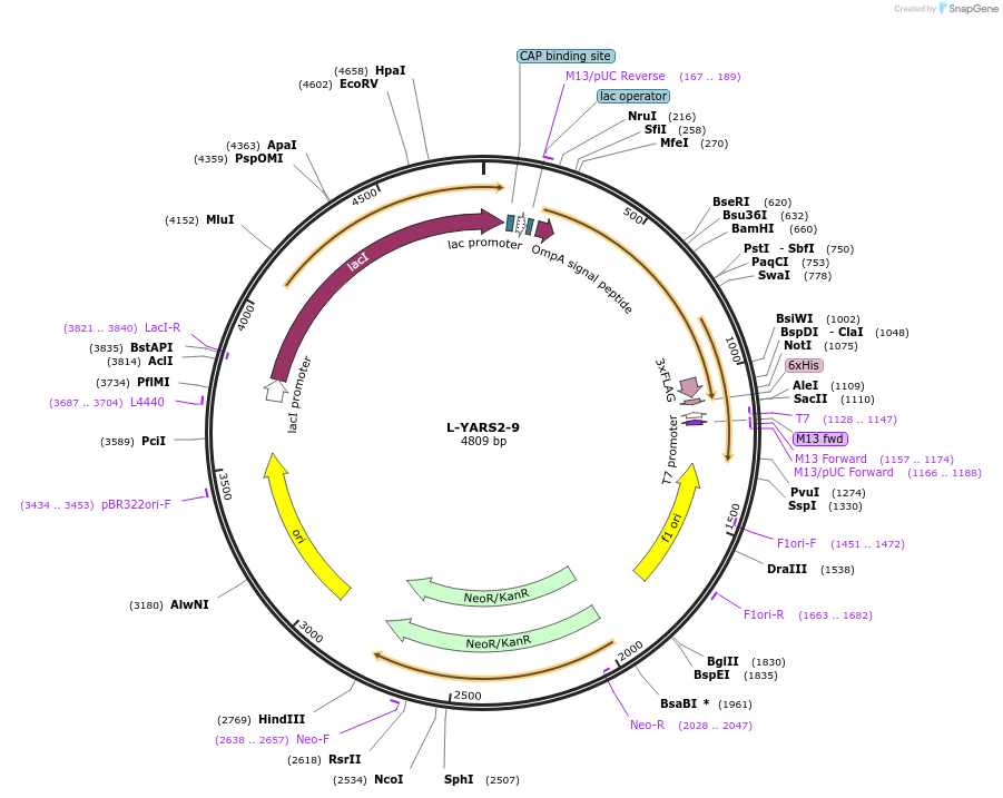 166533-plasmid-map-sequence-id-329205