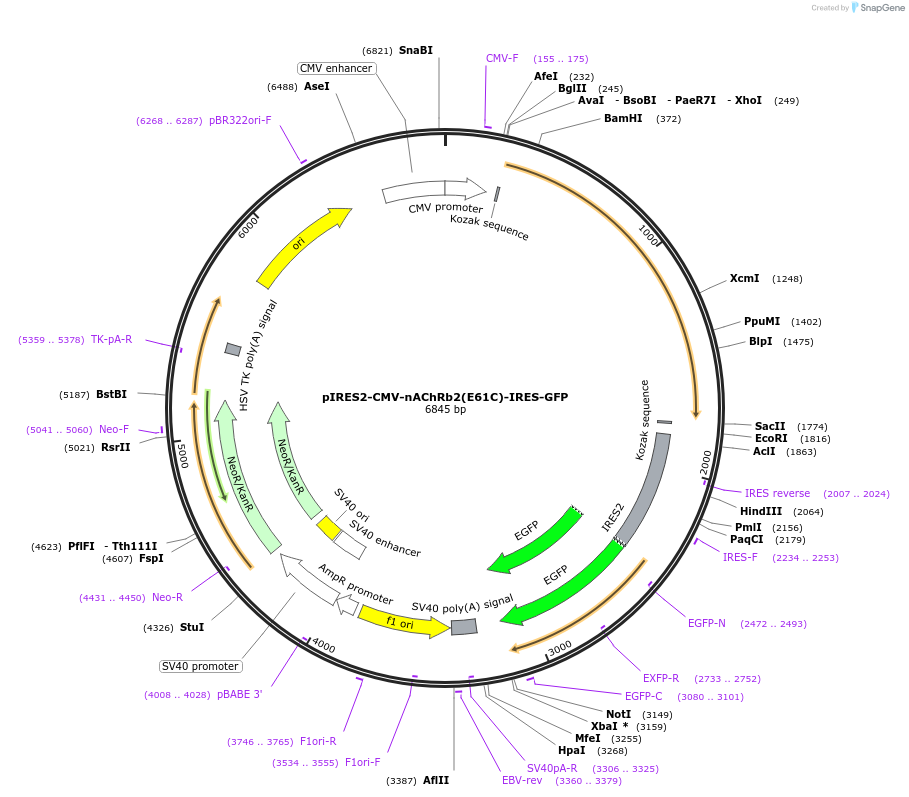 164779-plasmid-map-sequence-id-329216