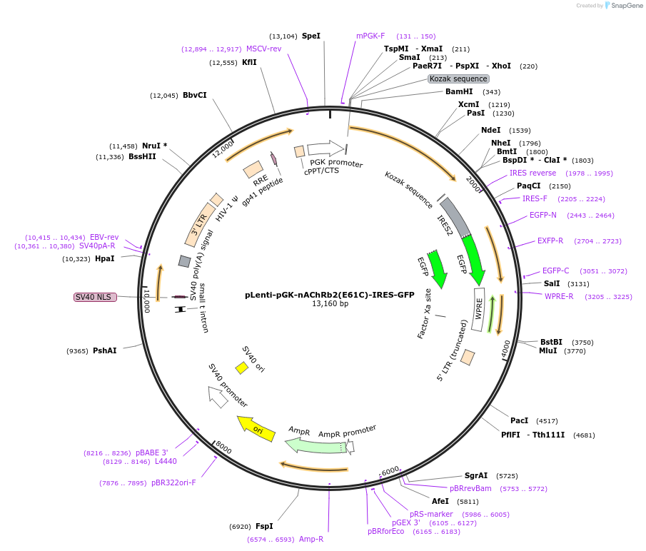 164777-plasmid-map-sequence-id-329219