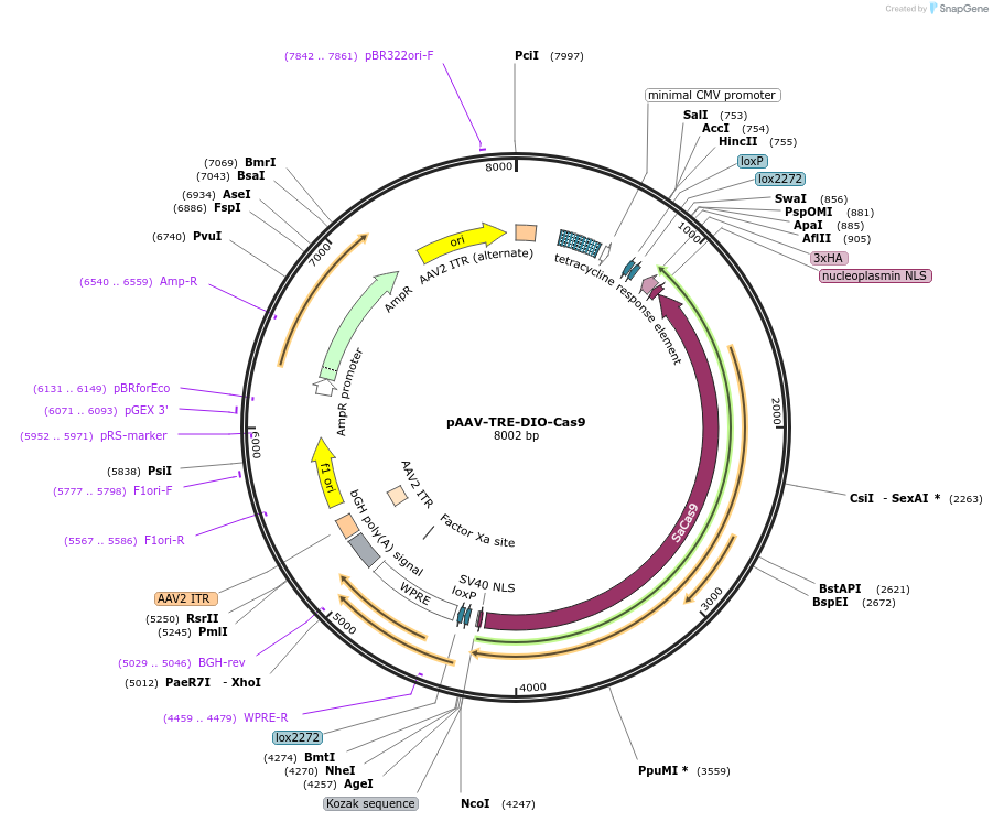 166601-plasmid-map-sequence-id-329221