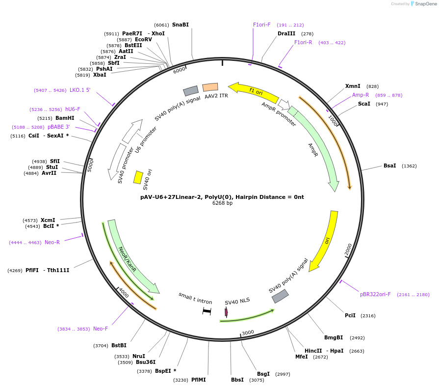 166995-plasmid-map-sequence-id-329223