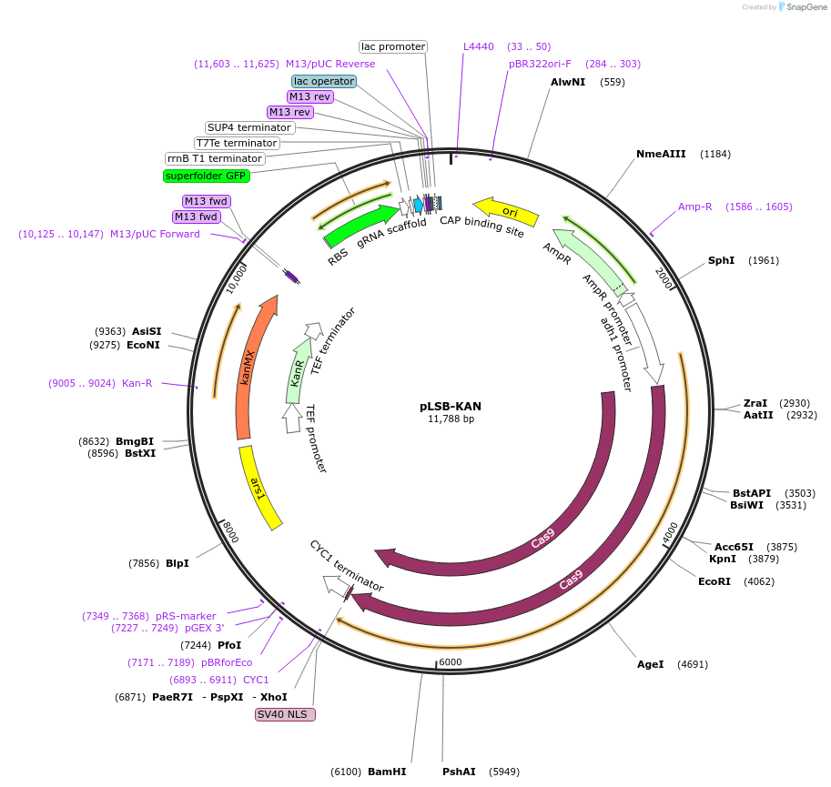 166700-plasmid-map-sequence-id-329224