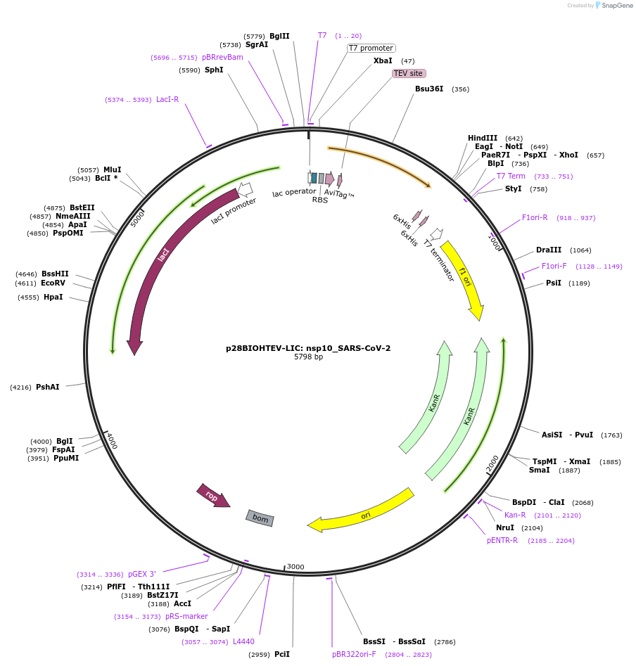 167847-plasmid-map-sequence-id-329229