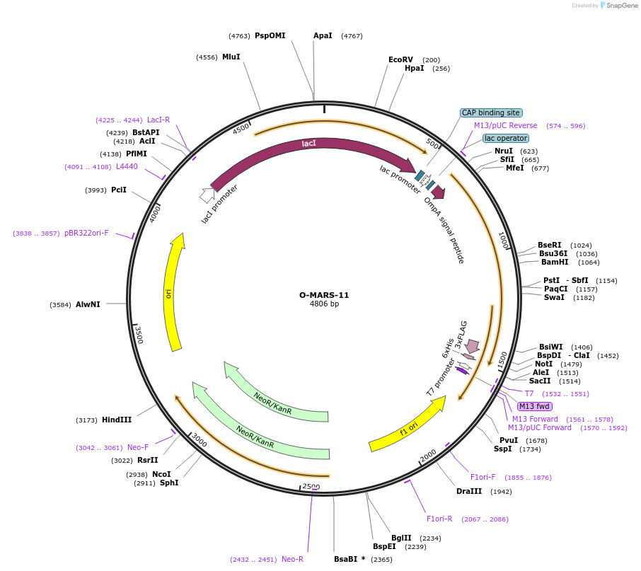 166541-plasmid-map-sequence-id-329234