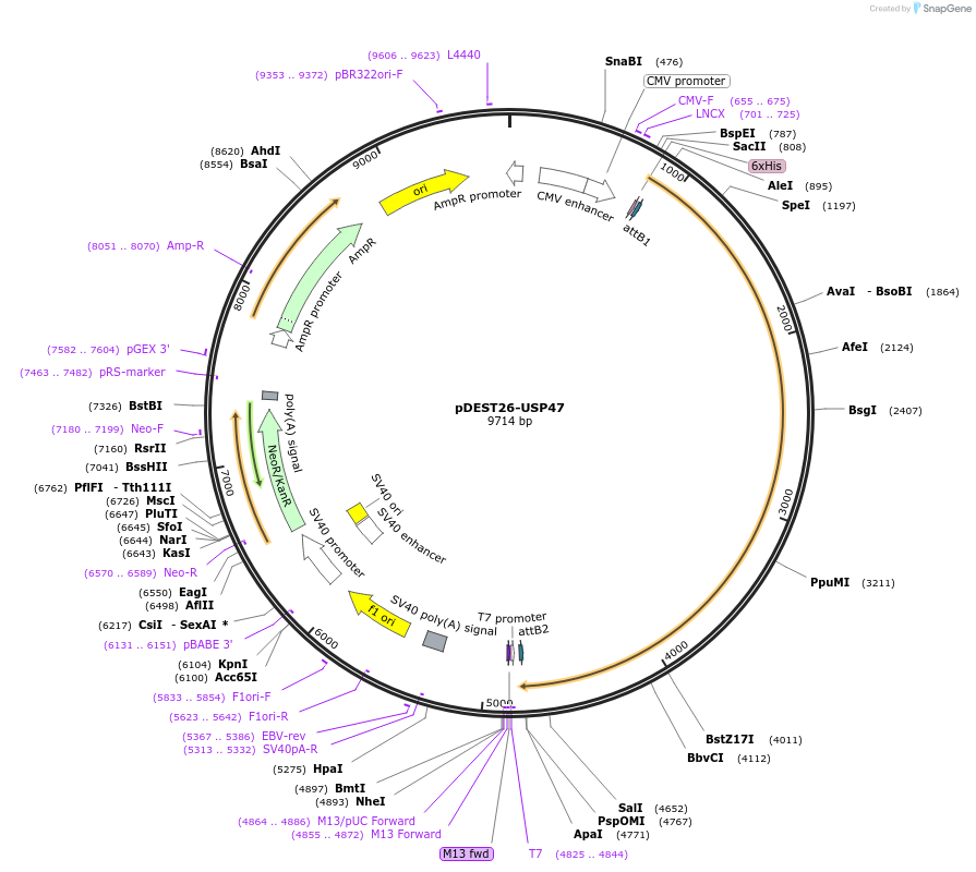 64326-plasmid-map-sequence-id-329235