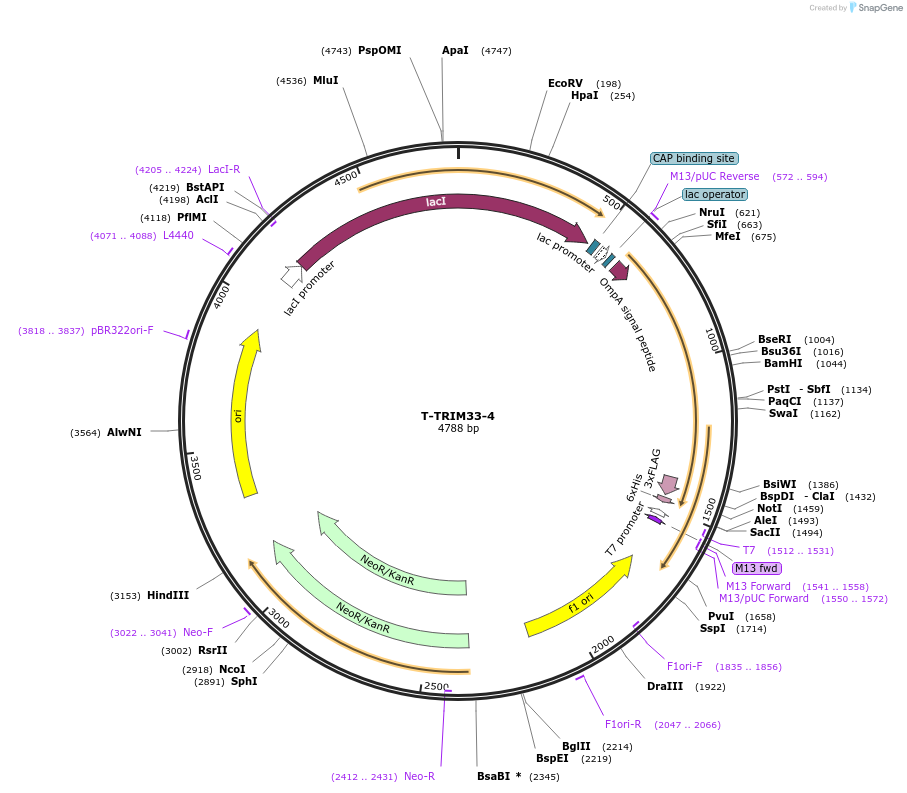 166550-plasmid-map-sequence-id-329241