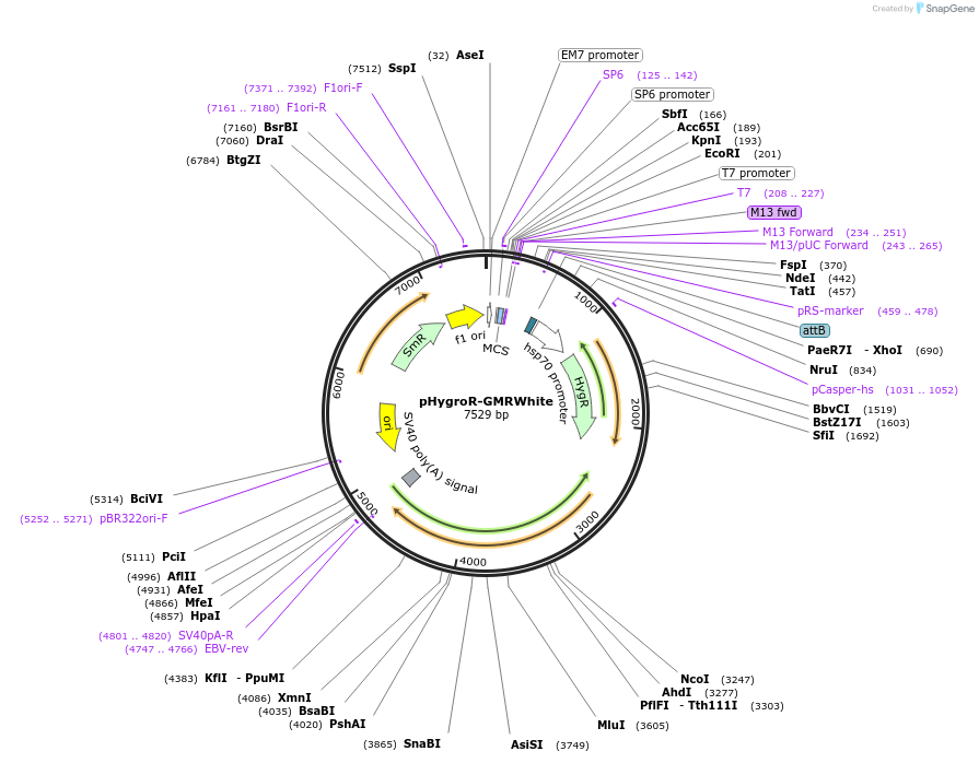 165886-plasmid-map-sequence-id-329257